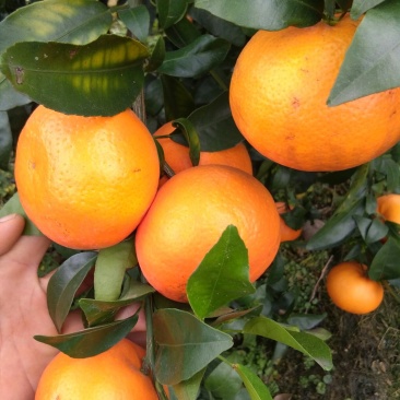 沃柑