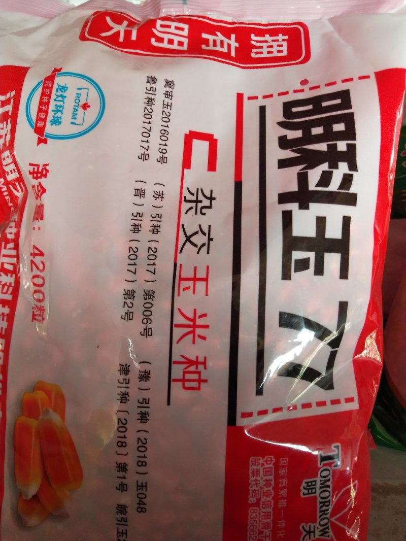 玉米种秋乐368/2017年国审品种
