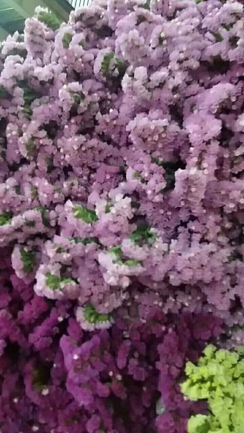 勿忘我，欢迎致电，量大从优，一手货源，优质鲜花