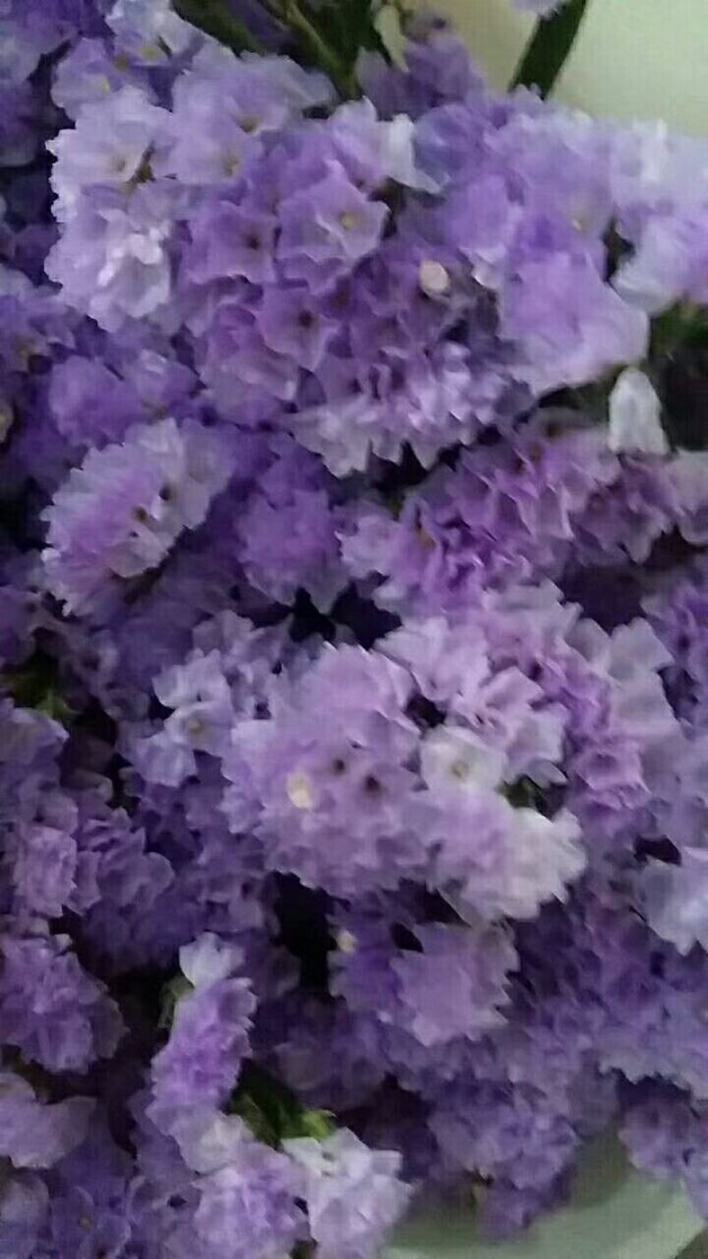勿忘我，欢迎致电，量大从优，一手货源，优质鲜花