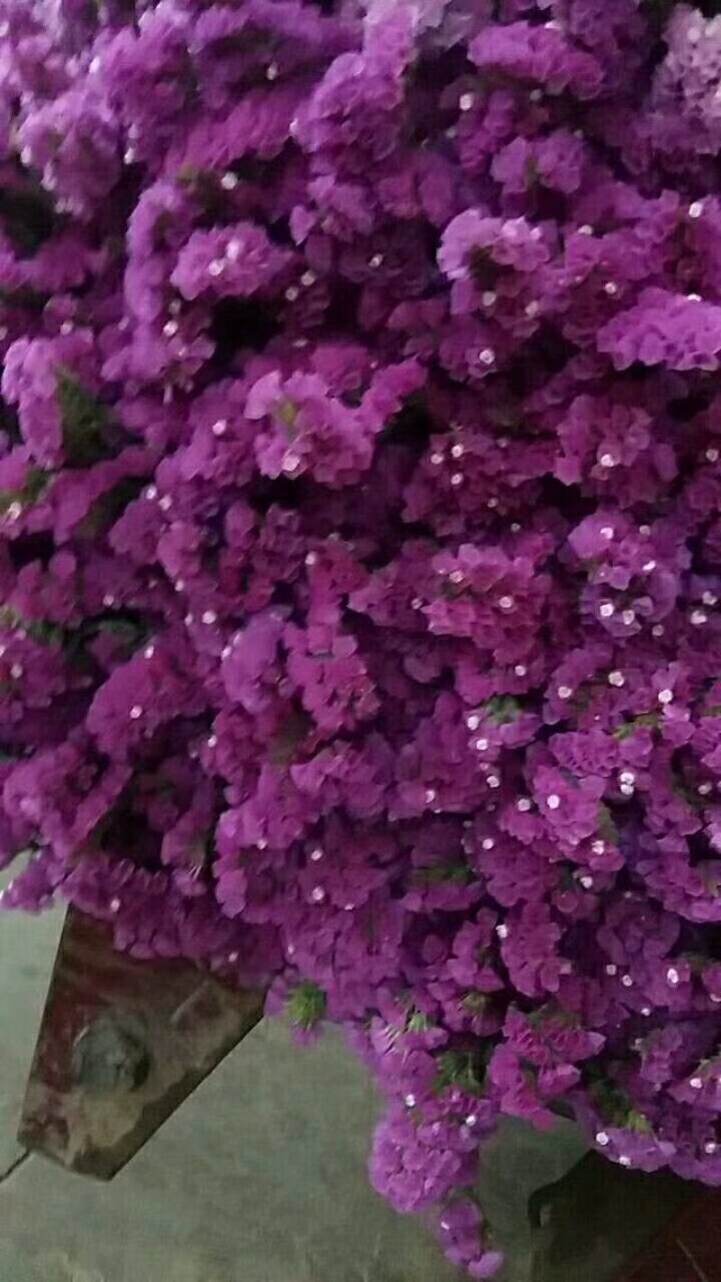 勿忘我，欢迎致电，量大从优，一手货源，优质鲜花