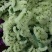 勿忘我，欢迎致电，量大从优，一手货源，优质鲜花