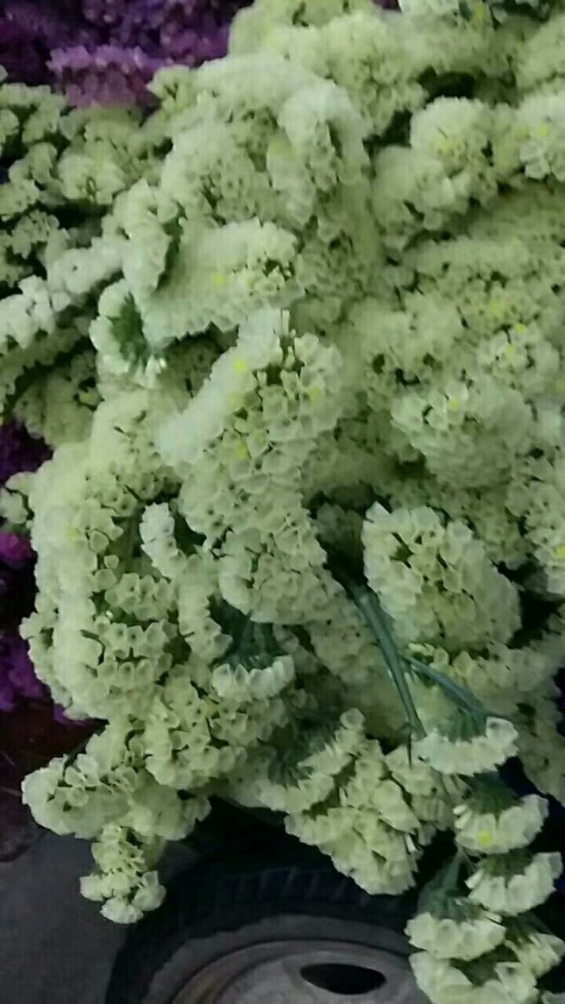 勿忘我，欢迎致电，量大从优，一手货源，优质鲜花