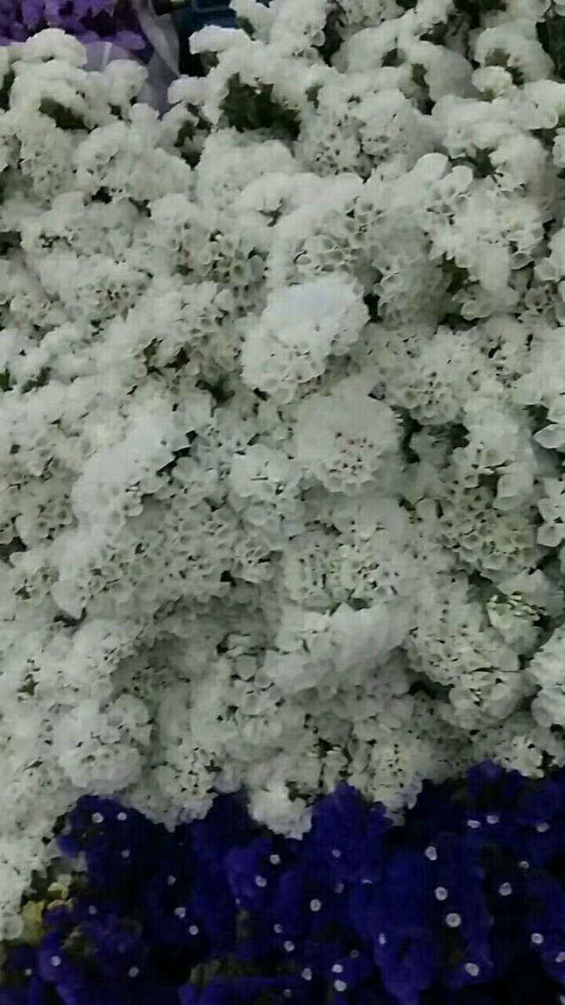 勿忘我，欢迎致电，量大从优，一手货源，优质鲜花
