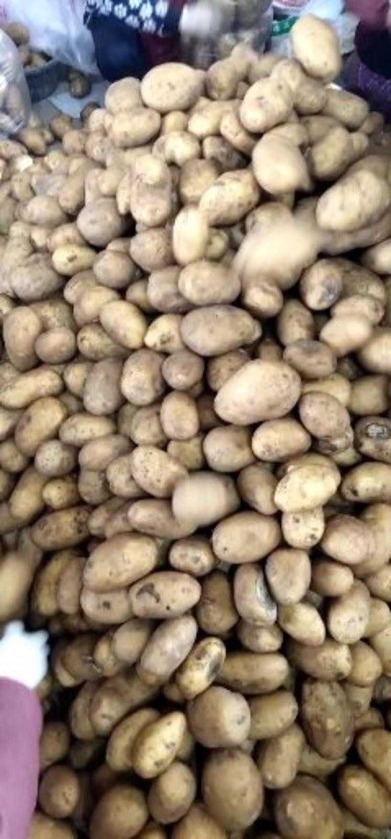 土豆2块福州海峡蔬菜批发市场代卖