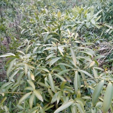 竹柏。(各种规恪树苗，种子齐全)