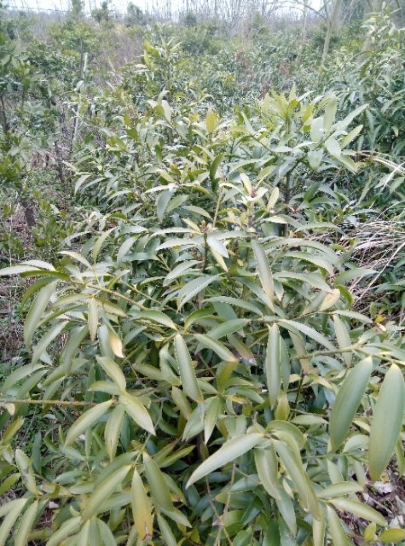 竹柏。(各种规恪树苗，种子齐全)