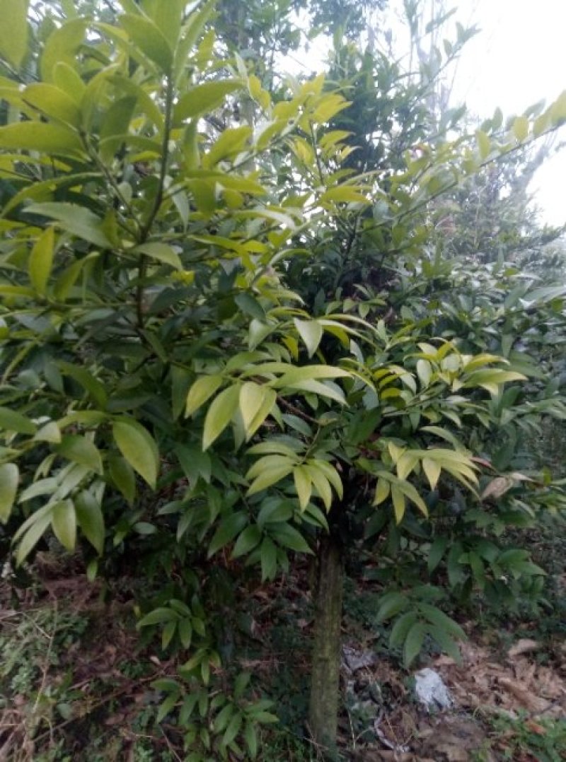 竹柏。(各种规恪树苗，种子齐全)
