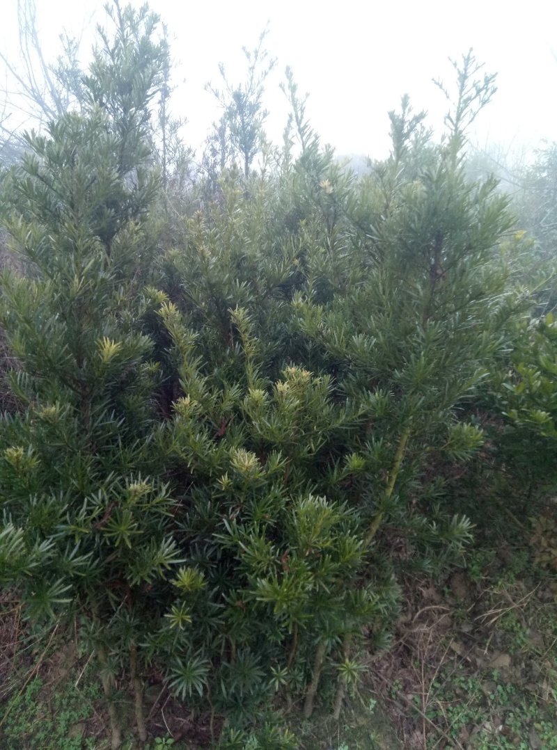 罗汉松(各种规格树苗，种子量大)