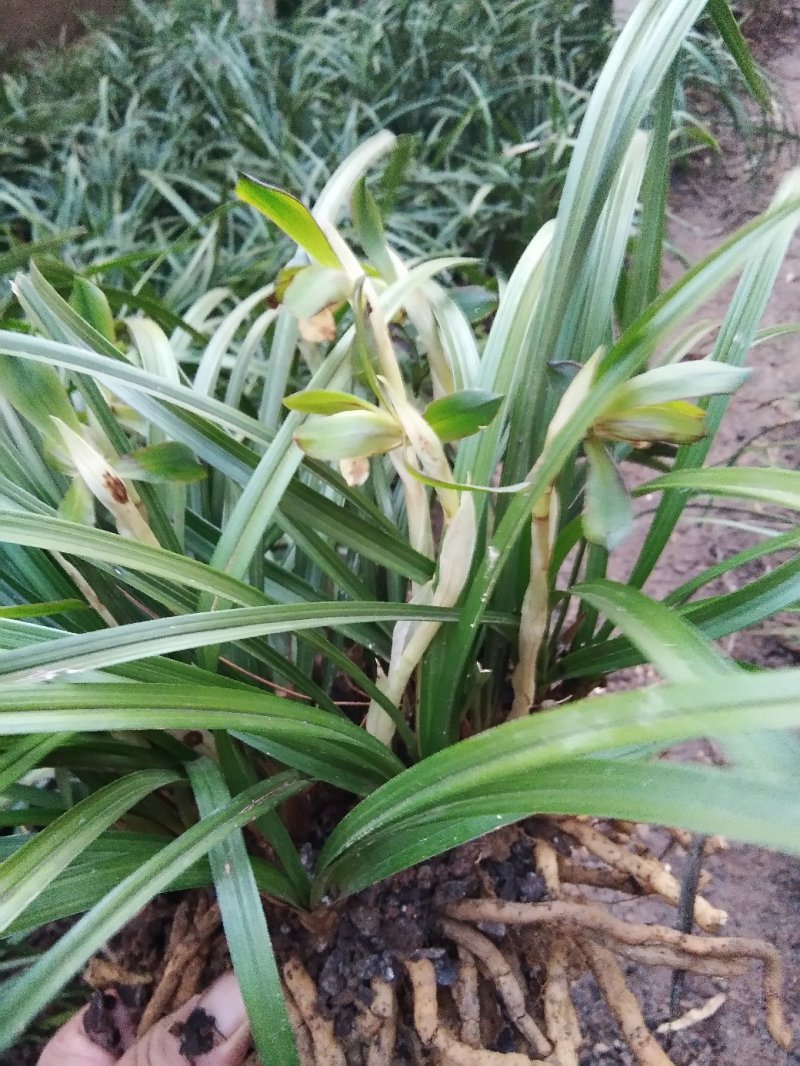 有好货野生兰花（3-4苗1棵，30棵起包邮）