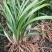 有好货野生兰花（3-4苗1棵，30棵起包邮）