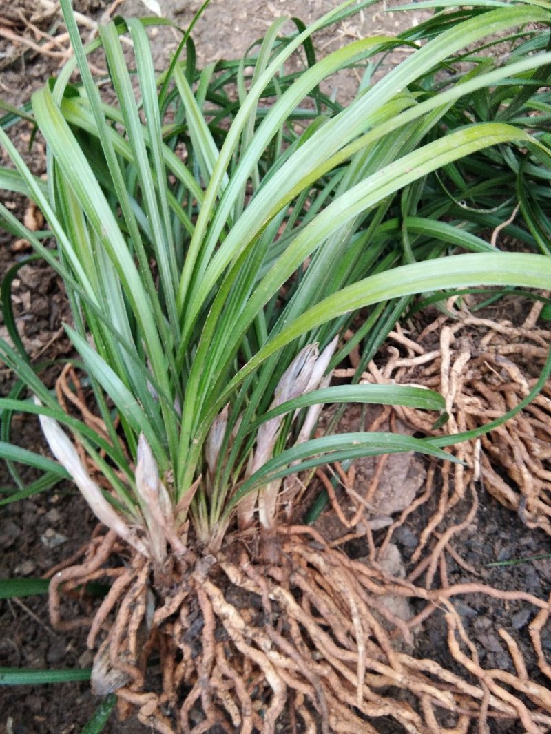 有好货野生兰花（3-4苗1棵，30棵起包邮）