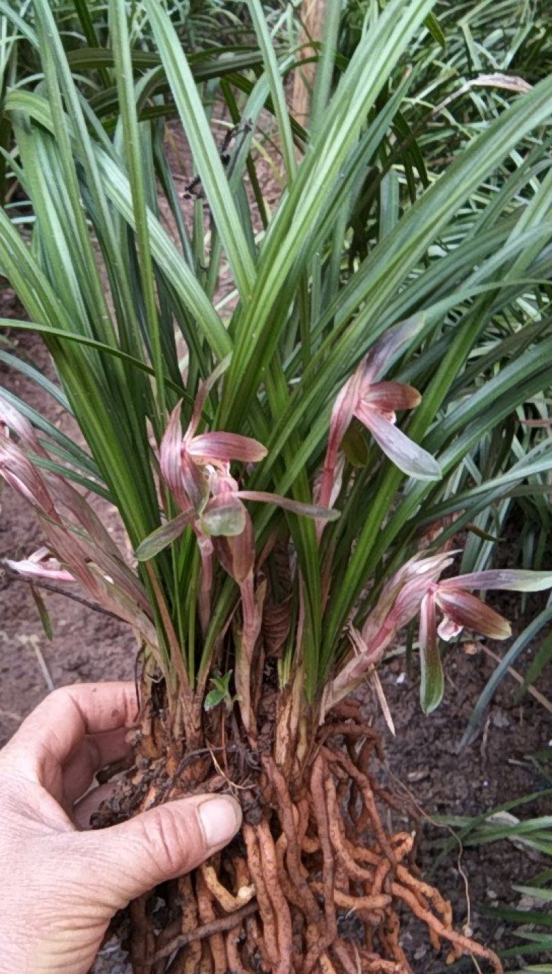 有好货野生兰花（3-4苗1棵，30棵起包邮）