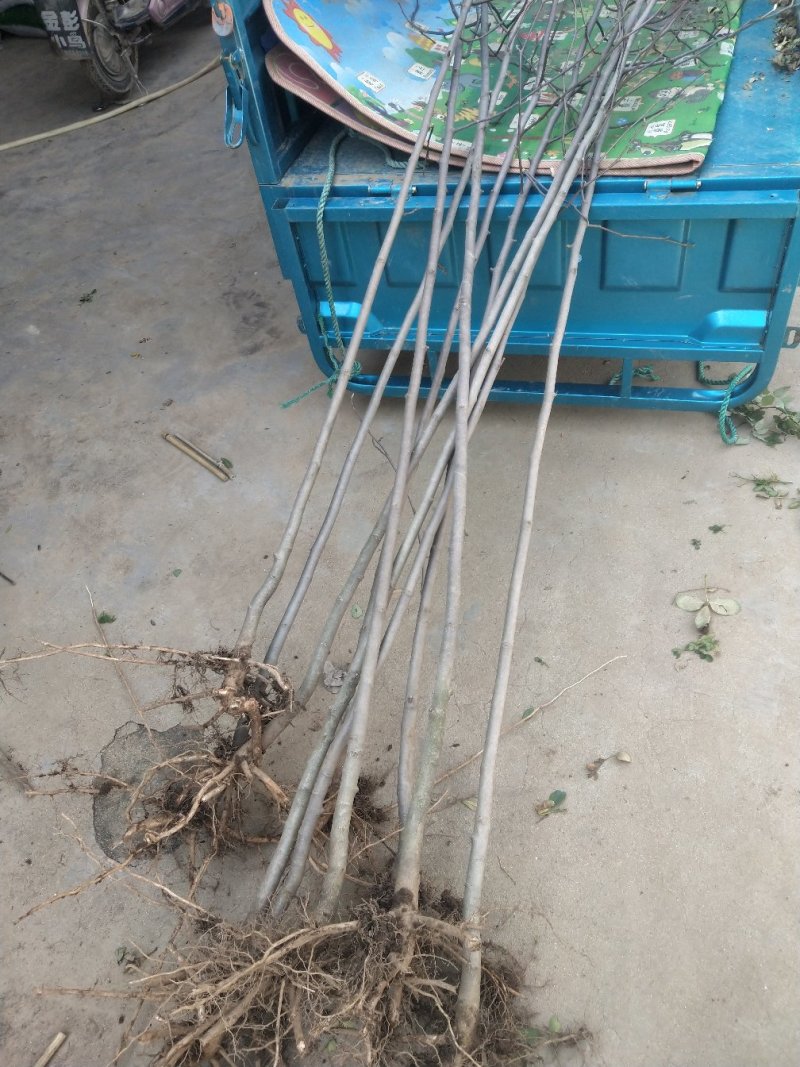 玉兰树-庭院及园林绿化自己家种植便宜处理