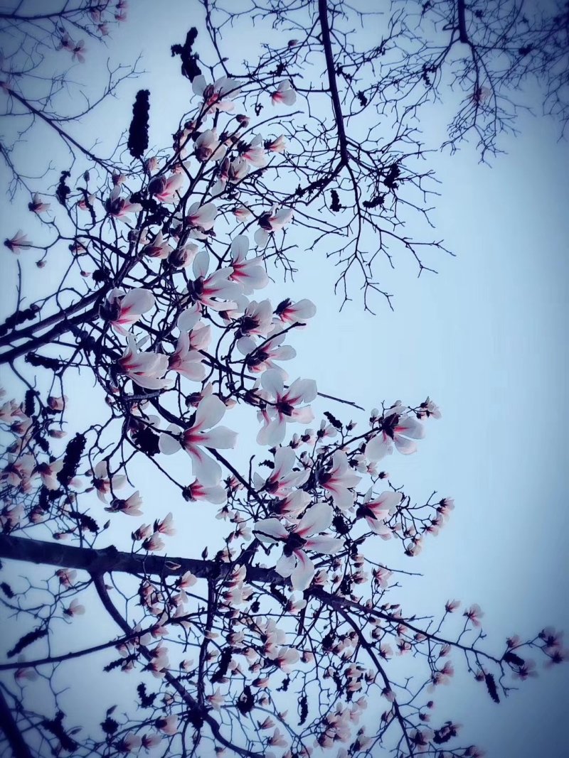 玉兰树-庭院及园林绿化自己家种植便宜处理