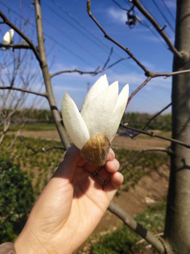 玉兰树-庭院及园林绿化自己家种植便宜处理