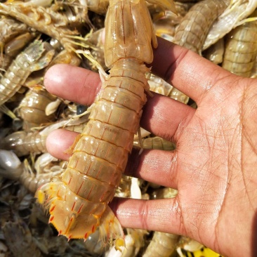 刚死皮皮虾，带膏通货