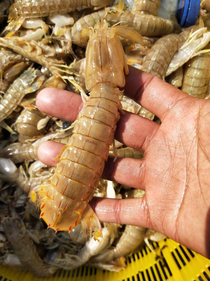 刚死皮皮虾，带膏通货