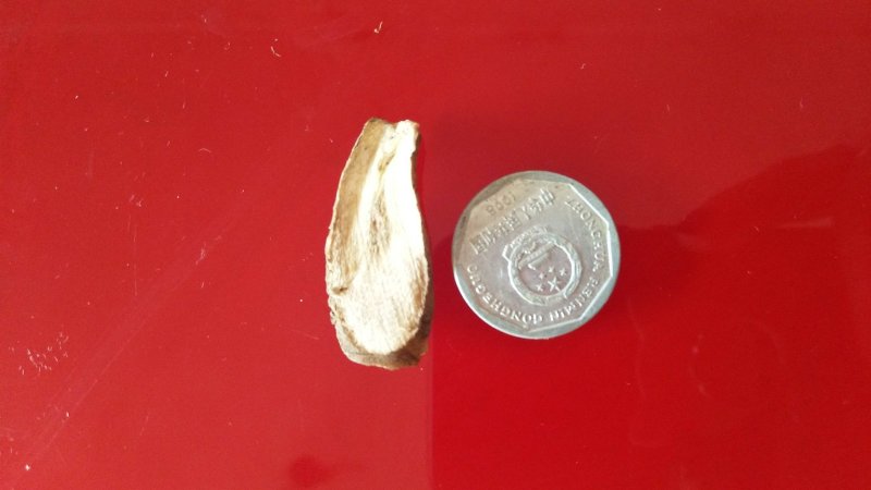 东北长白山特产蒲公英根茶片新茶售卖批发量大