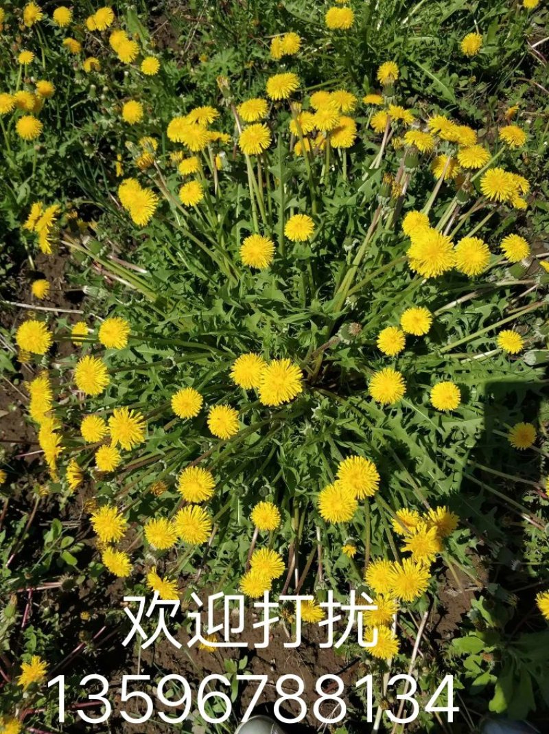 东北长白山特产蒲公英根茶片新茶售卖批发量大