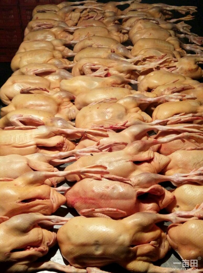 主营：肉鸭、掉白、土鸭、蛋鸭、花边、木鸭等鸡鸭鹅兔产品。