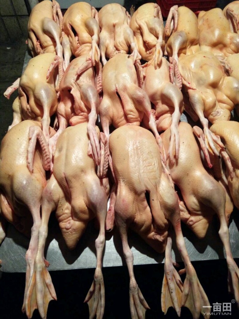主营：肉鸭、掉白、土鸭、蛋鸭、花边、木鸭等鸡鸭鹅兔产品。