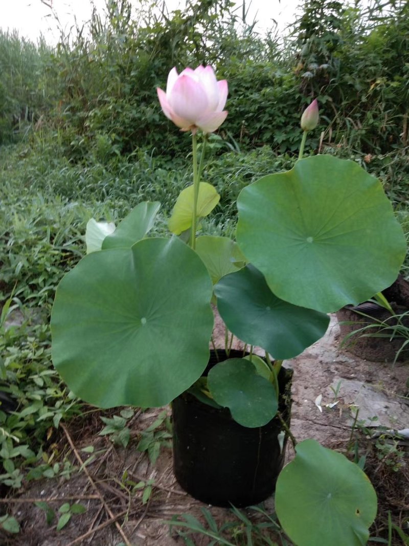 精品盆栽，多瓣古代红莲，
