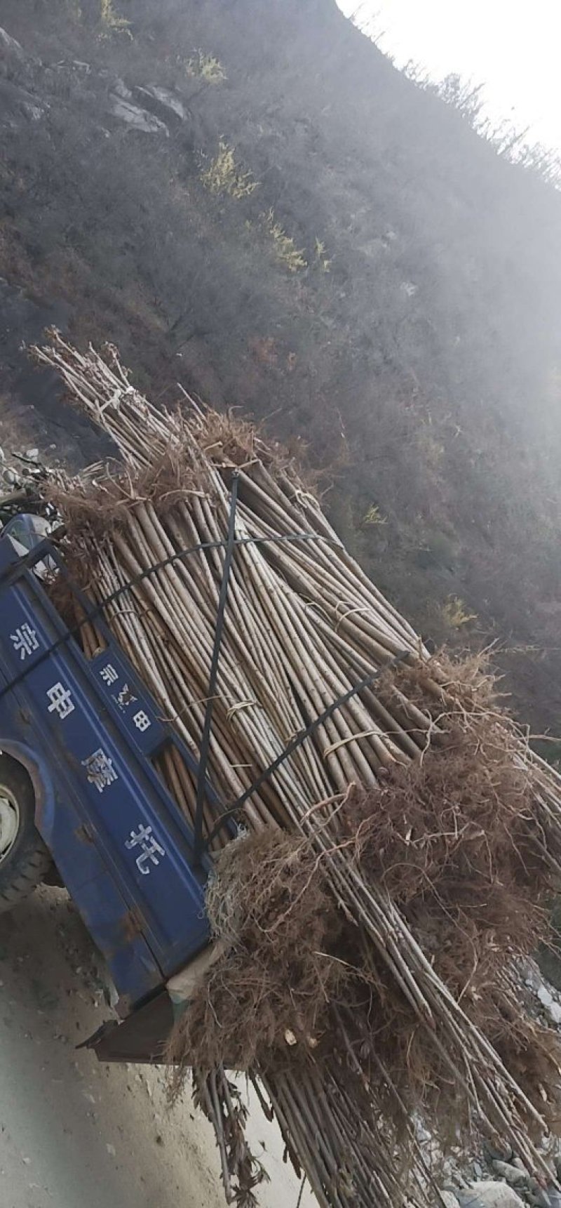 一米五高七叶树苗量大