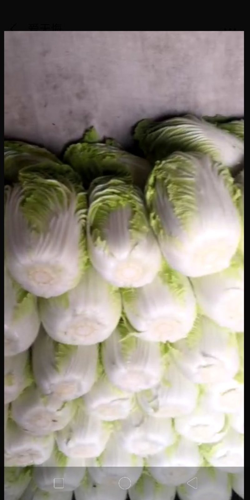 菊锦黄心大白菜