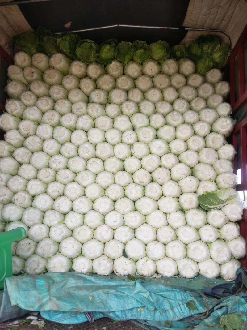 菊锦黄心大白菜