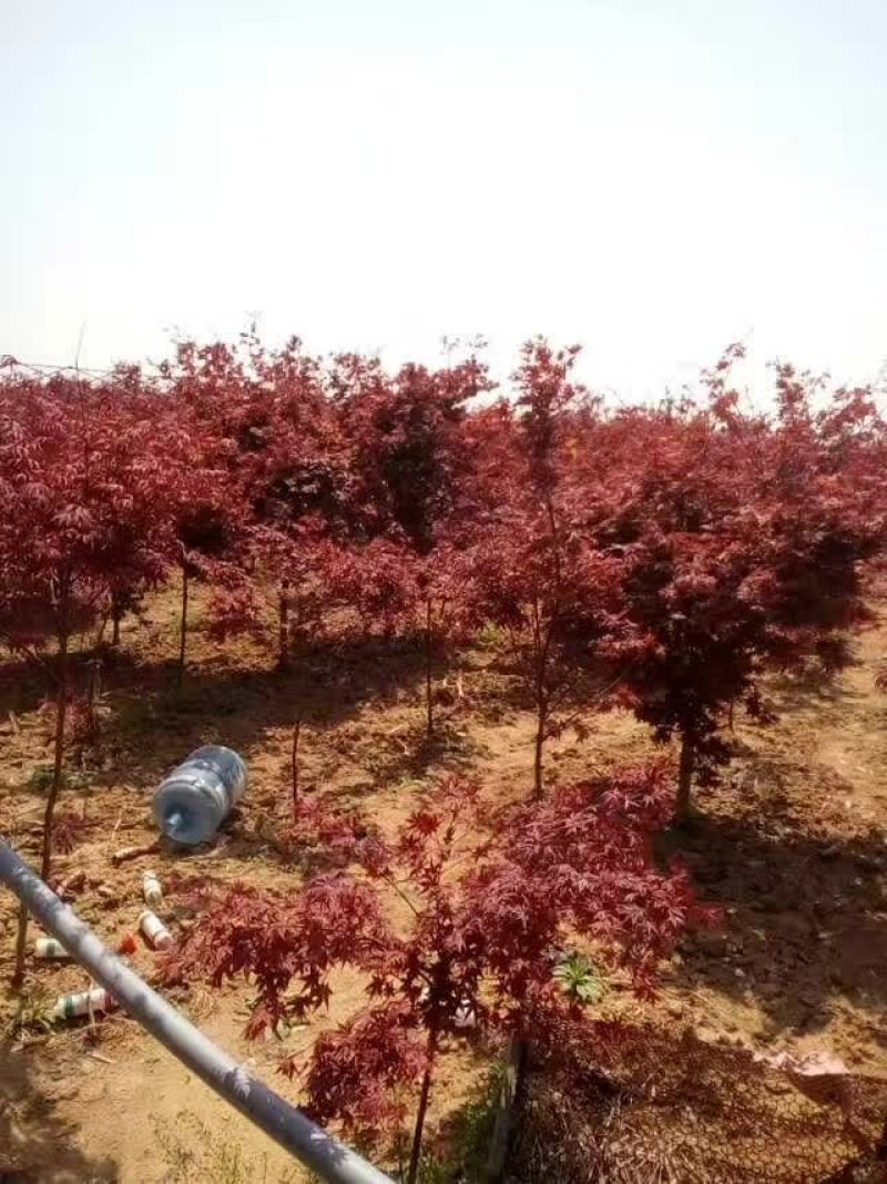 红枫