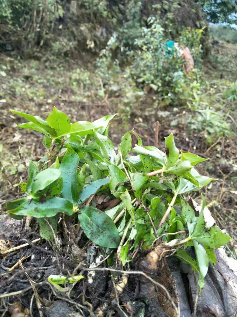 【华重楼苗】四川中药材种植基地，精品苗包技术批发