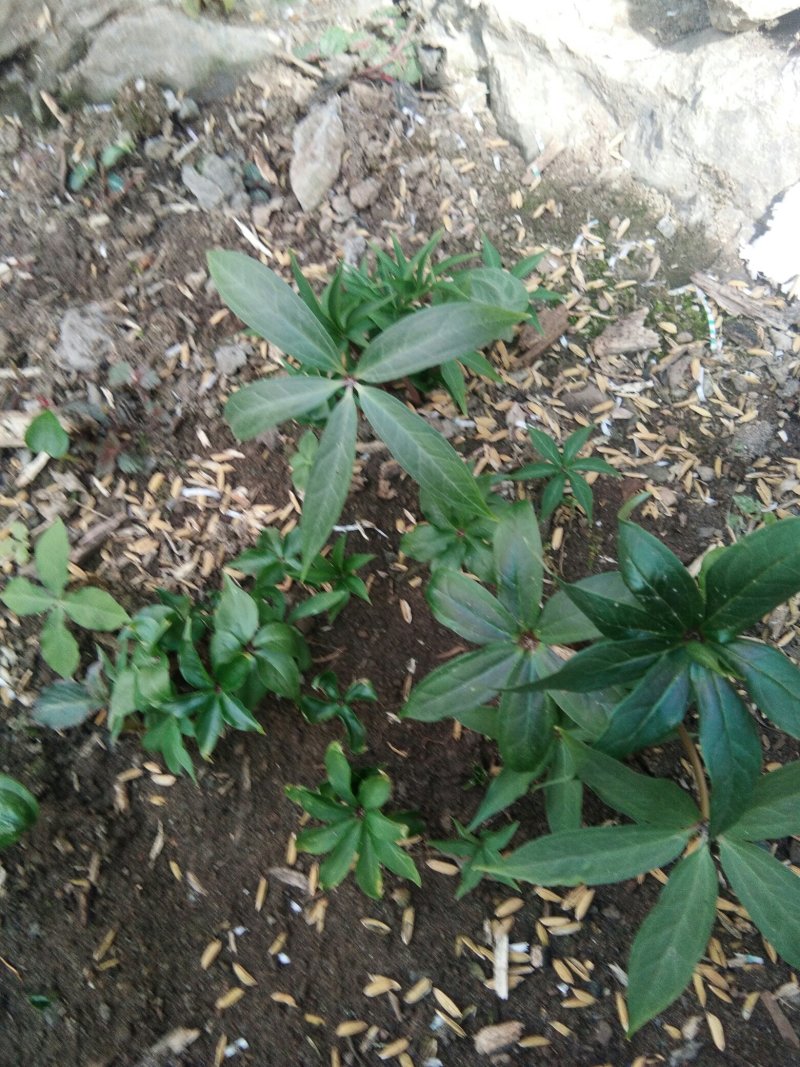 【华重楼苗】四川中药材种植基地，精品苗包技术批发