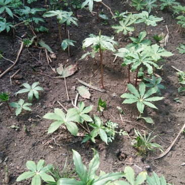 【华重楼苗】四川中药材种植基地，精品苗包技术批发