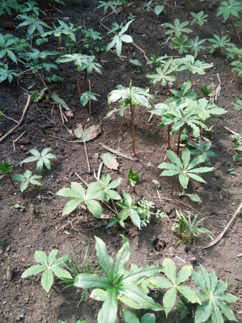 【华重楼苗】四川中药材种植基地，精品苗包技术批发