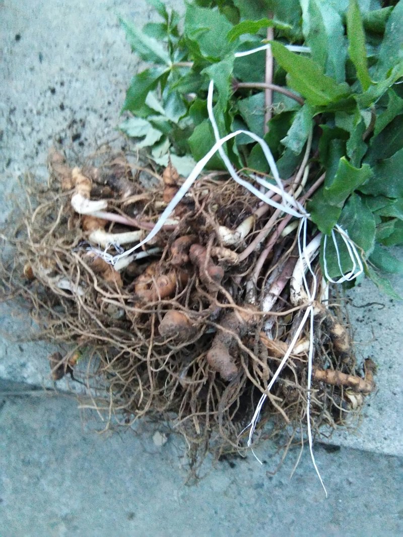 【华重楼苗】四川中药材种植基地，精品苗包技术批发