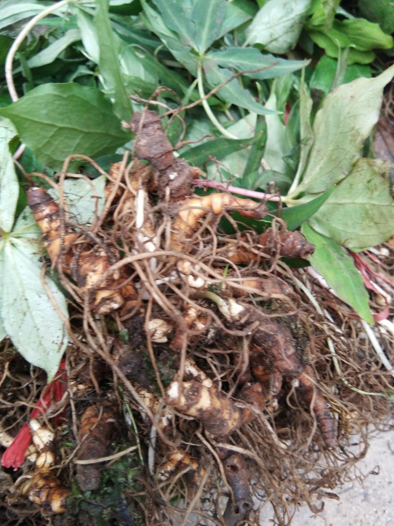 【华重楼苗】四川中药材种植基地，精品苗包技术批发