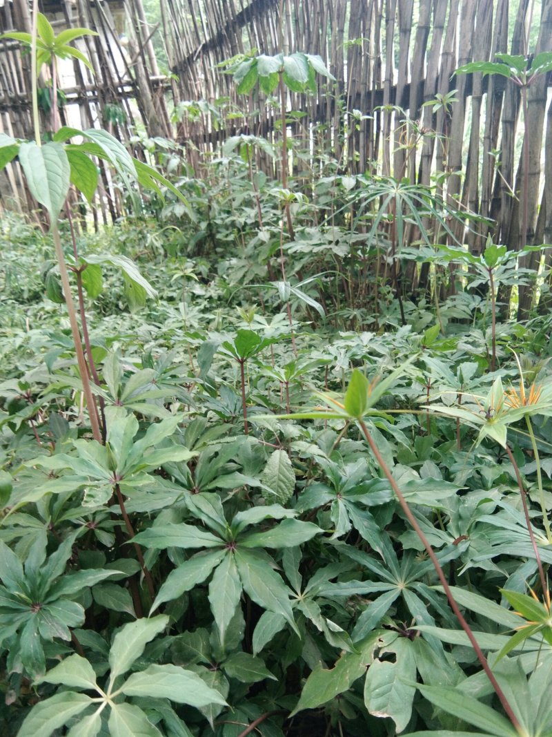 【华重楼苗】四川中药材种植基地，精品苗包技术批发