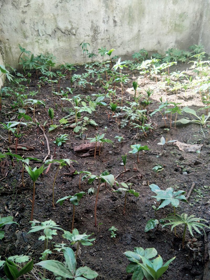 【华重楼苗】四川中药材种植基地，精品苗包技术批发