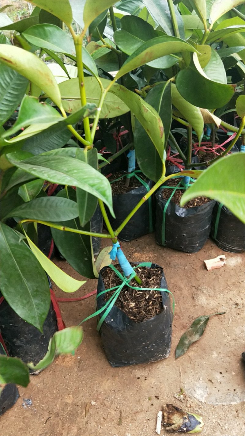 泰国山竹苗红皮白肉适合南方种植