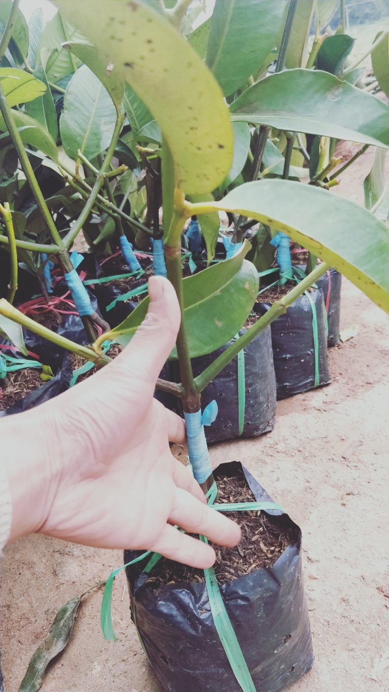 泰国山竹苗红皮白肉适合南方种植