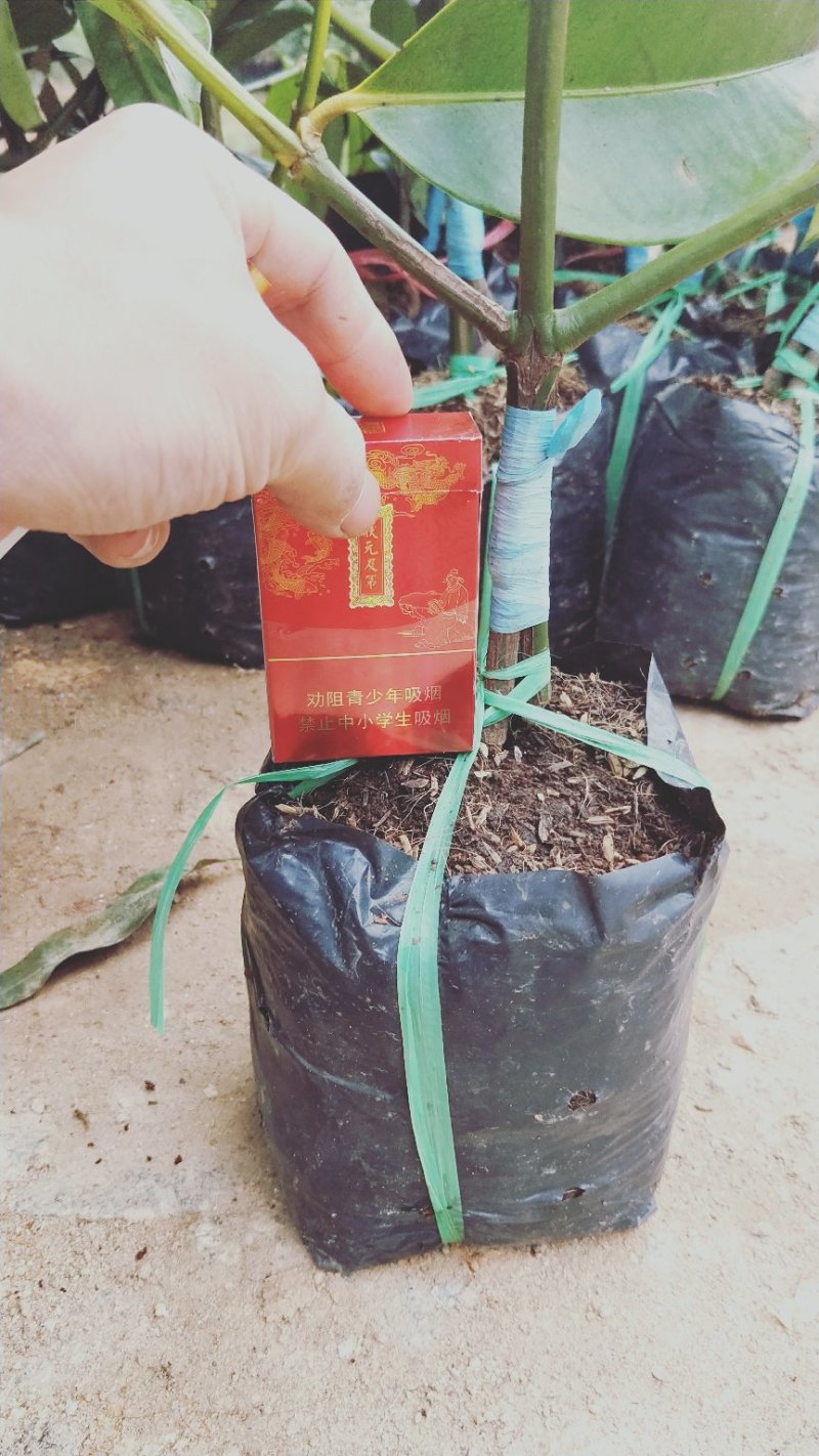 泰国山竹苗红皮白肉适合南方种植
