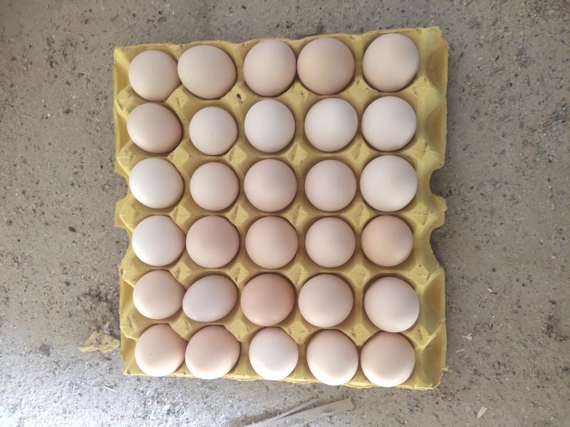 冠县《普通鸡蛋》大量供应鸡蛋一箱360枚