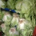 东京868包头白菜，