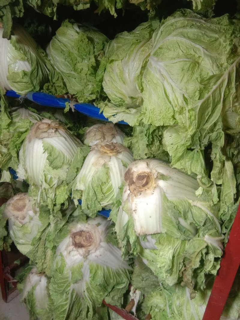 东京868包头白菜，