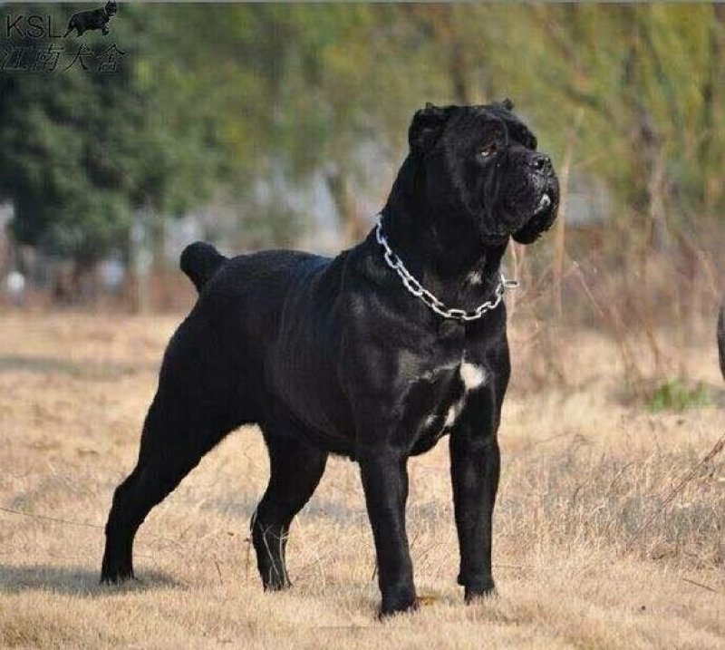 纯种卡斯罗犬幼犬卡斯罗活体卡斯罗幼犬活体猛犬护卫犬
