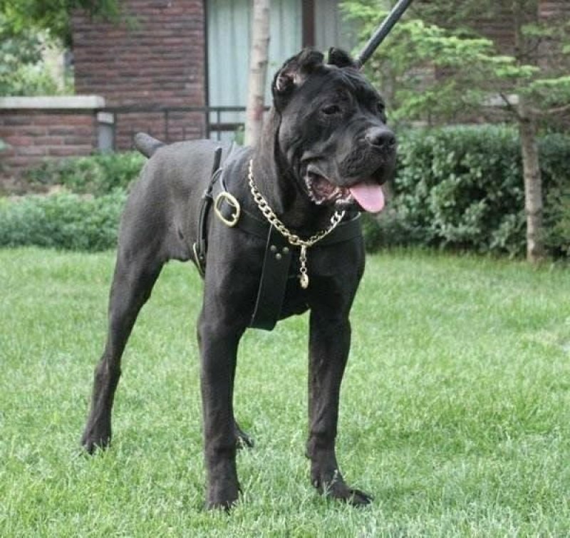 纯种卡斯罗犬幼犬卡斯罗活体卡斯罗幼犬活体猛犬护卫犬