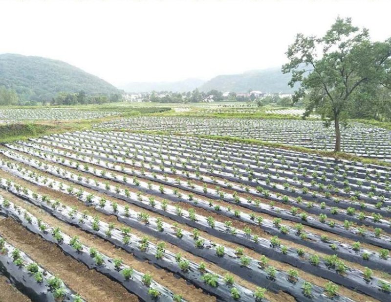 金丝皇菊苗，婺源菊花苗，菊花苗，现挖现发，包质量