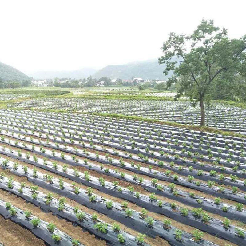 金丝皇菊苗，婺源菊花苗，菊花苗，现挖现发，包质量