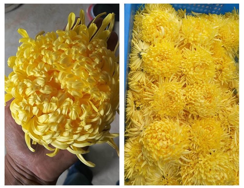 金丝皇菊苗，婺源菊花苗，菊花苗，现挖现发，包质量